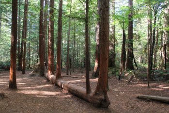 木材对人类的好处，你知道多少？